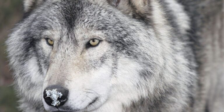 lobo
