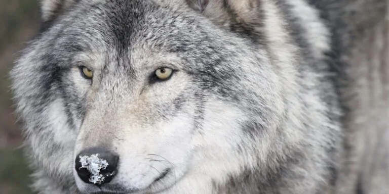 lobo