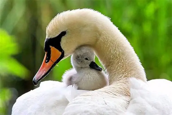 Mother love