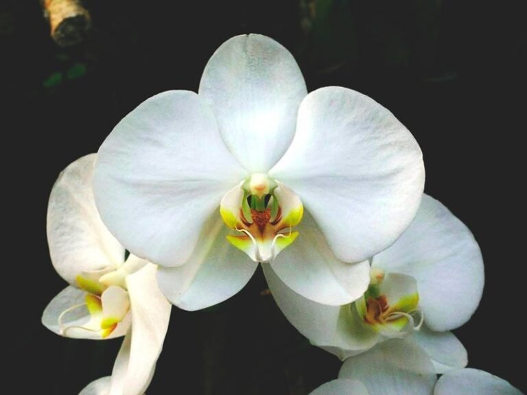 orquidea
