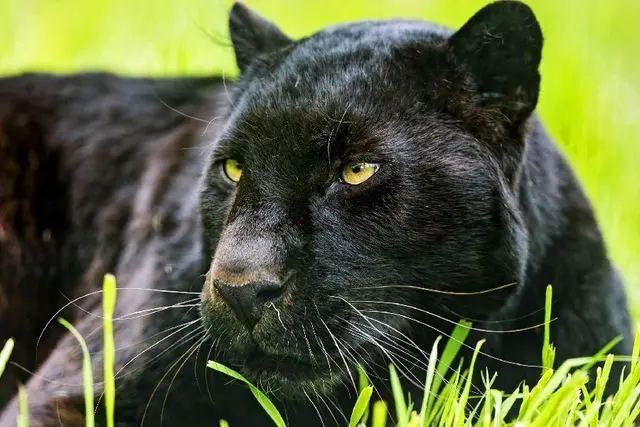 pantera