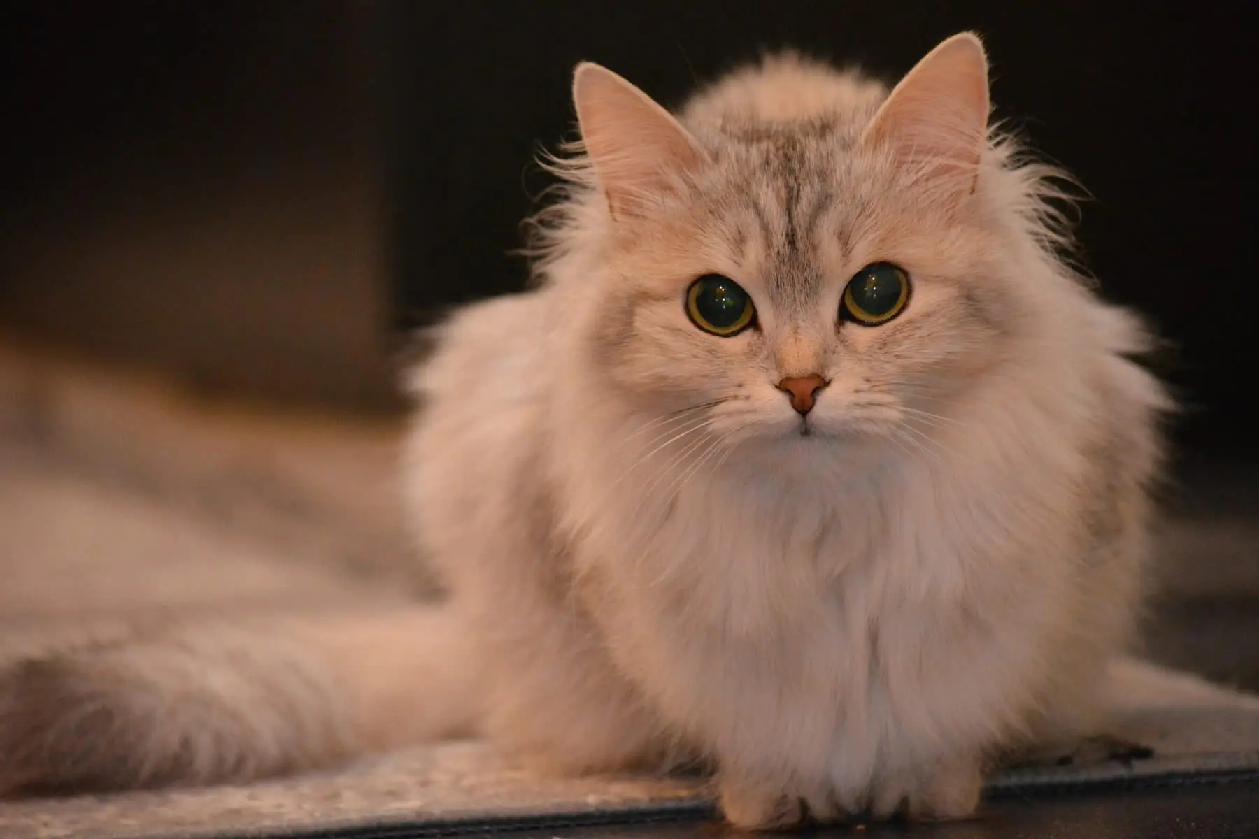 gato