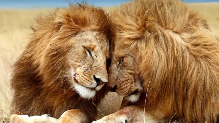 lions