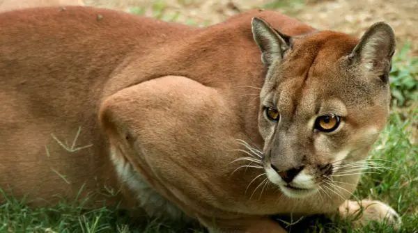 puma