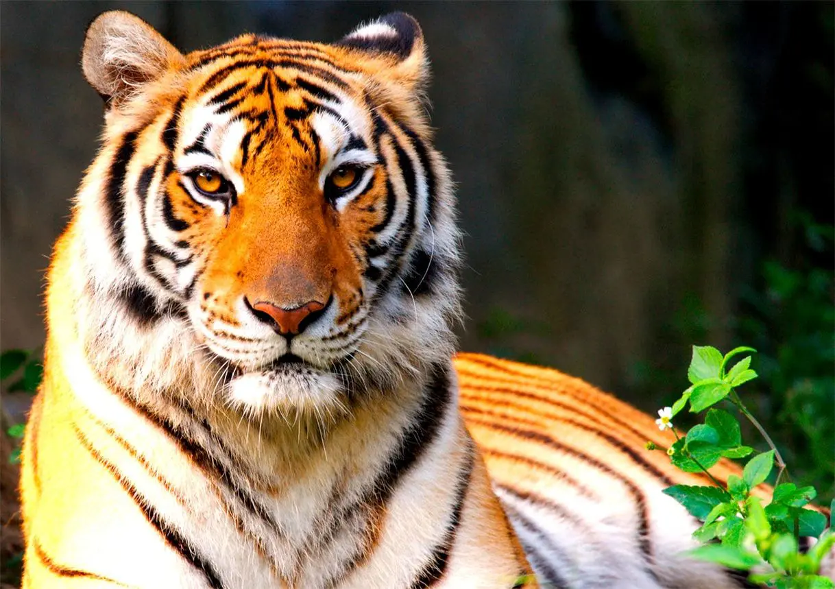 tigr
