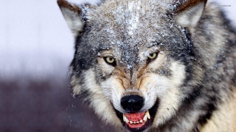 lobo