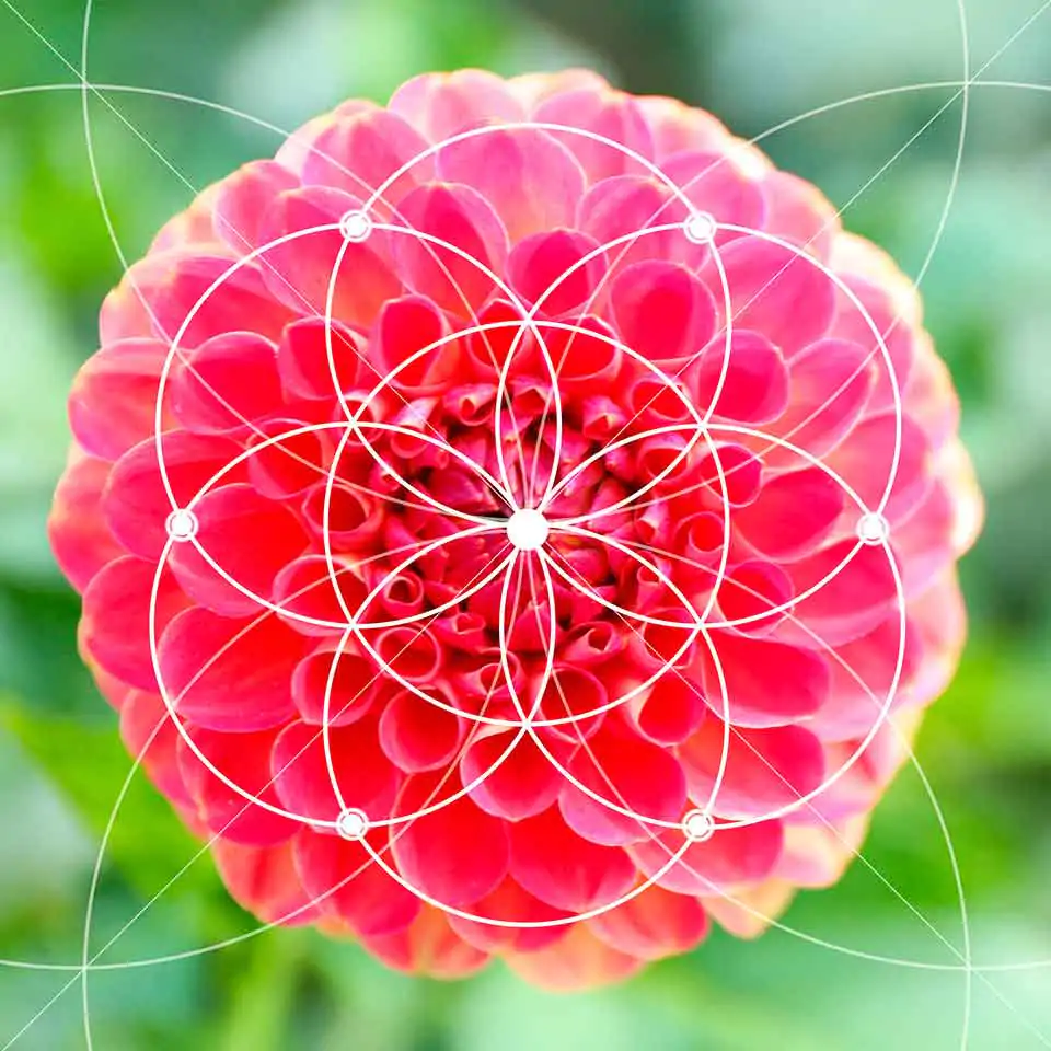 Flor-Fibonacci