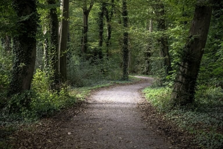 camino interior
